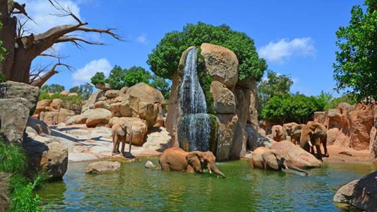 'Mediterráneo' sortea 3 entradas dobles para visitar las instalaciones de Bioparc antes de fin de año.
