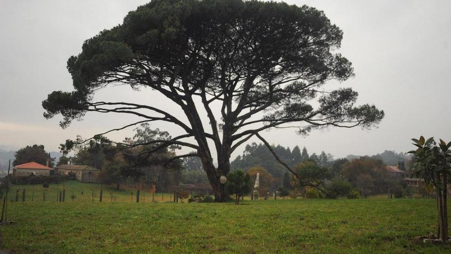 El TSXG obliga a la Xunta a revaluar la catalogación de tres eucaliptos «singulares» de Vilagarcía