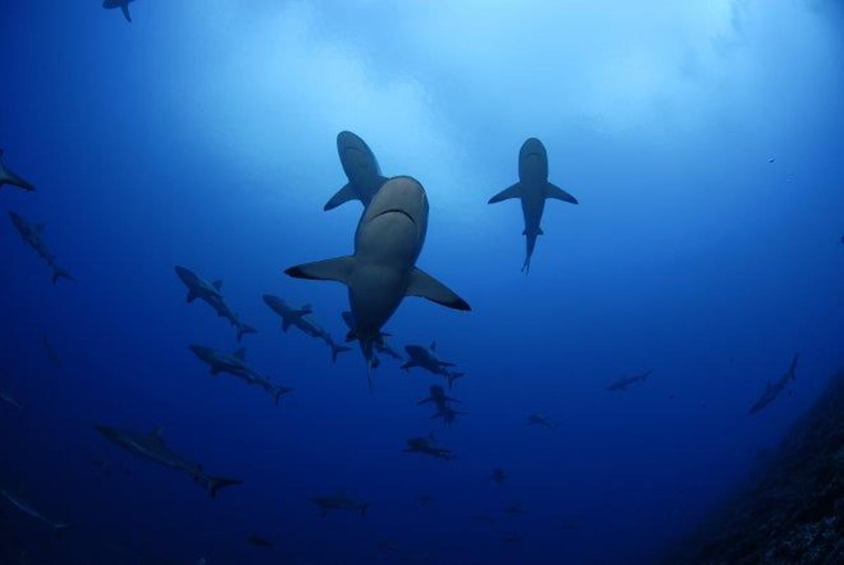 Tiburones y ballenas entre rejas en Sudáfrica