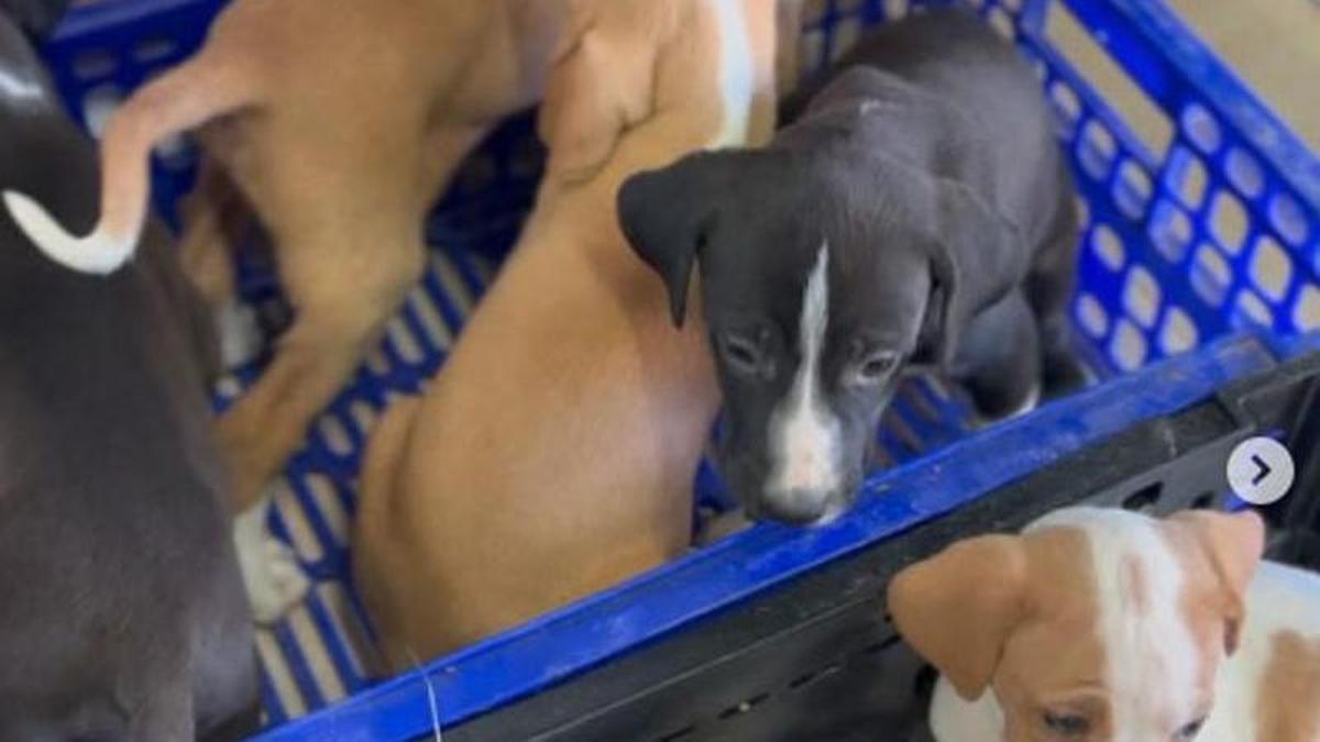 Perros abandonados.