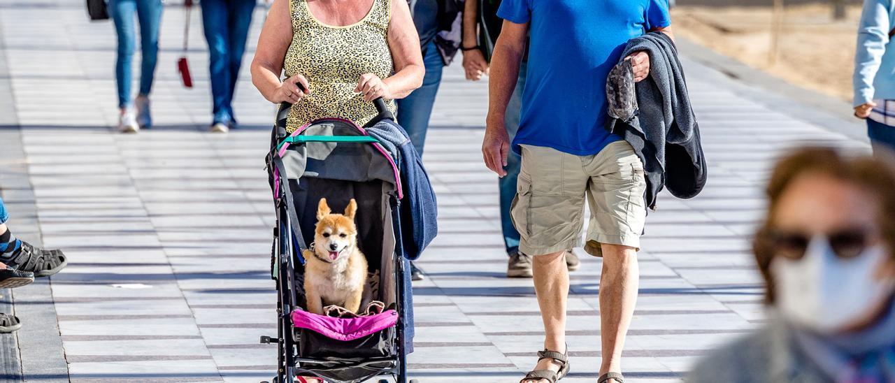 Una pareja paseando a su perro en un carrito para bebés.