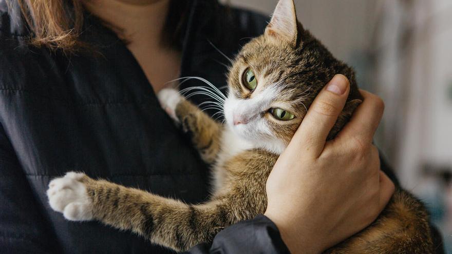 Los gatos infectados por Covid-19 no muestran sÃ­ntomas.