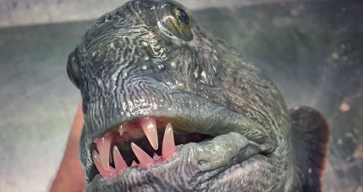 Los monstruos marinos más espeluznantes del océano