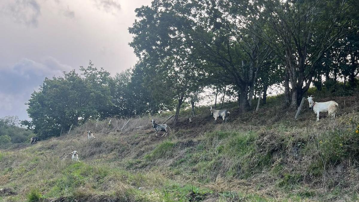 Las cabras de Yerbo que sufrieron el ataque del lobo.