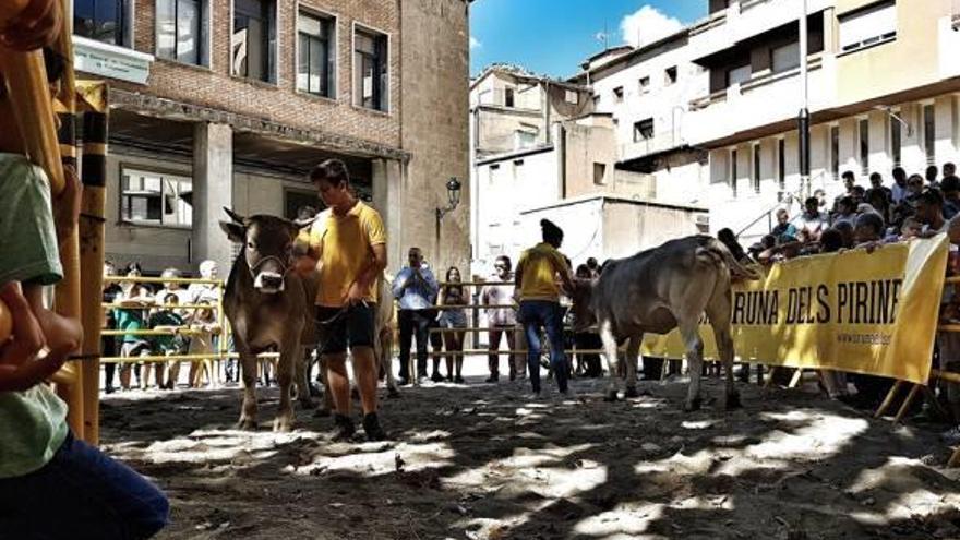 El concurs de vedelles del centre de recria de la Federació Catalana de Raça Bruna celebrat ahir a la fira