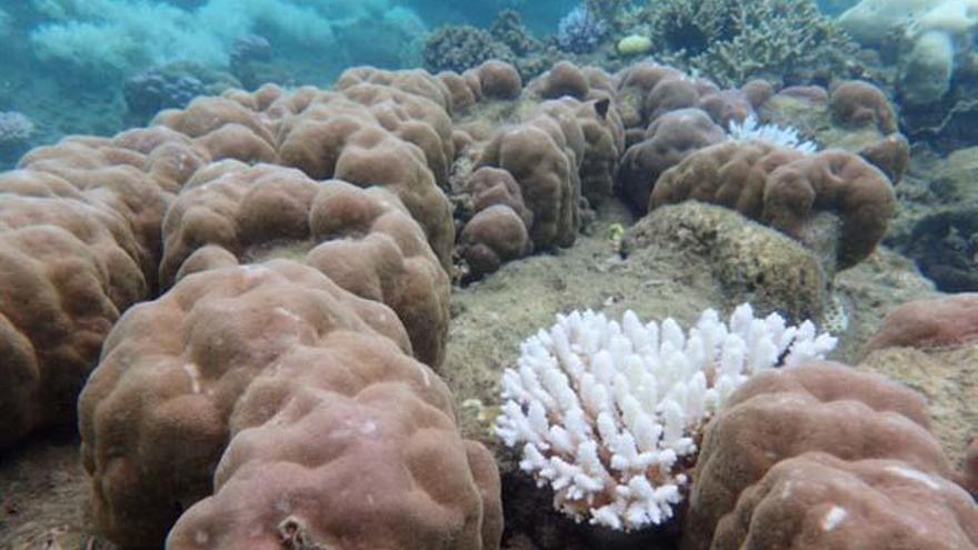 La Gran Barrera de Coral se transforma por el calor.