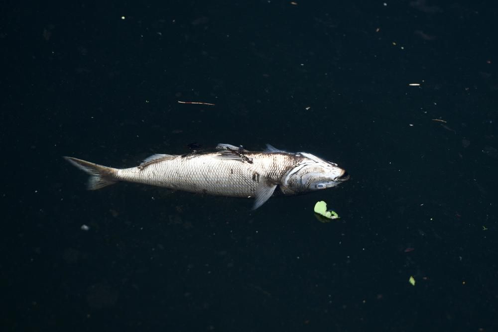 Aparecen peces muertos flotando en el río Lérez