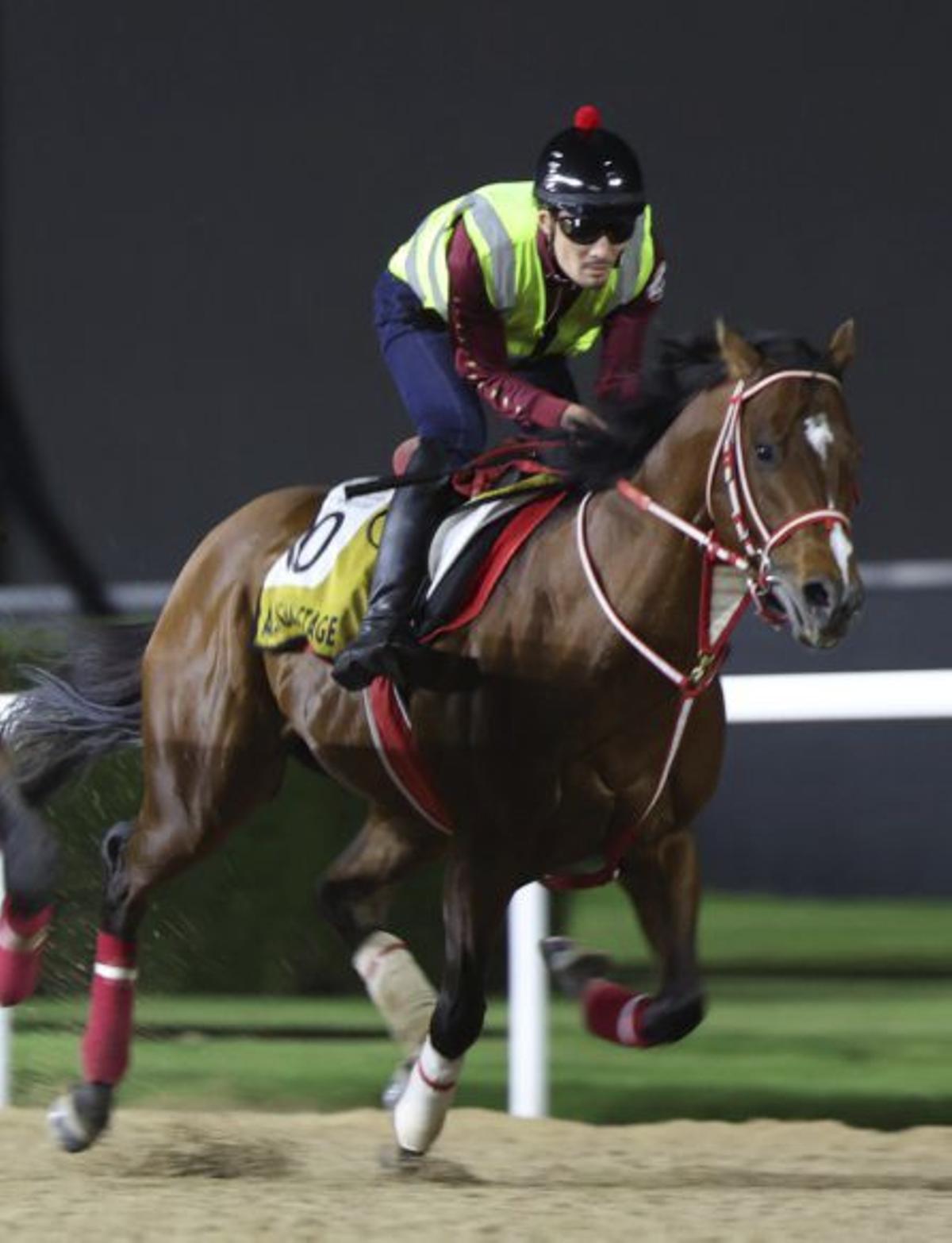 Els pura sang que  desafien la guerra