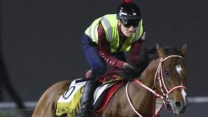 Els pura sang que  desafien la guerra