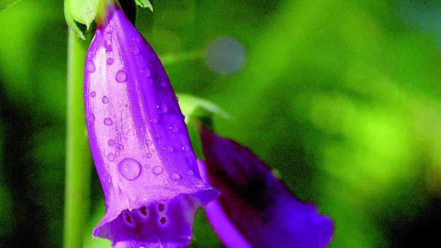 Digitalis purpurea.