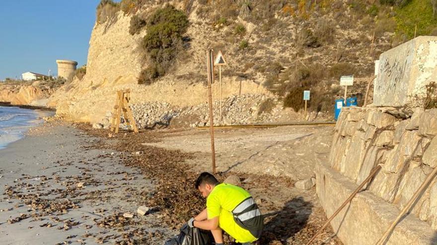 El IEL desaconseja la retirada de algas en la playa de la Almadraba de El Campello