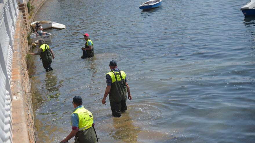 La Comunidad publicará a diario los datos sobre el estado del Mar Menor