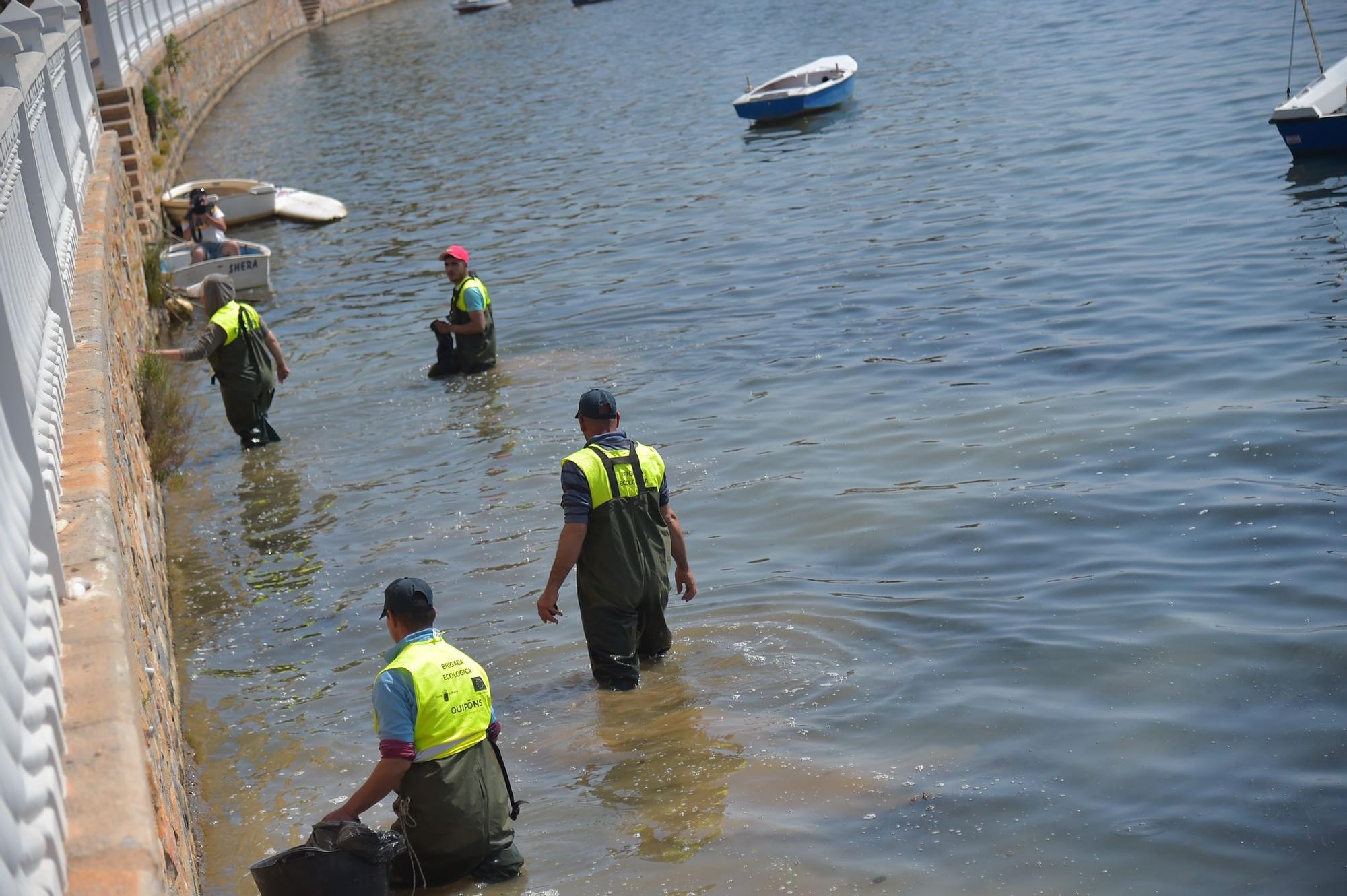 Peces muertos en el Mar Menor: aparecen ejemplares sin vida en Santiago de la Ribera