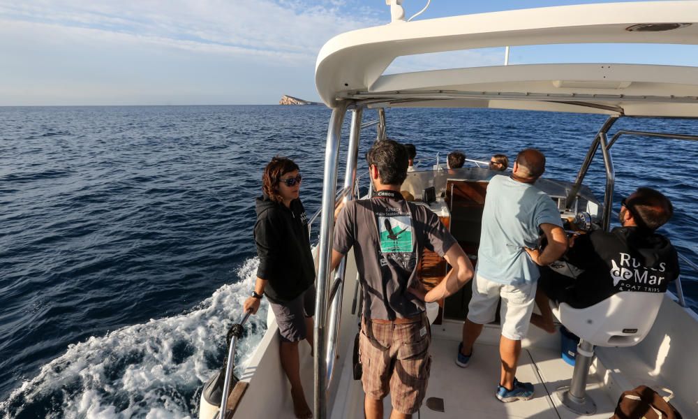 Un cuarto de siglo tras el vuelo del paíño en Benidorm