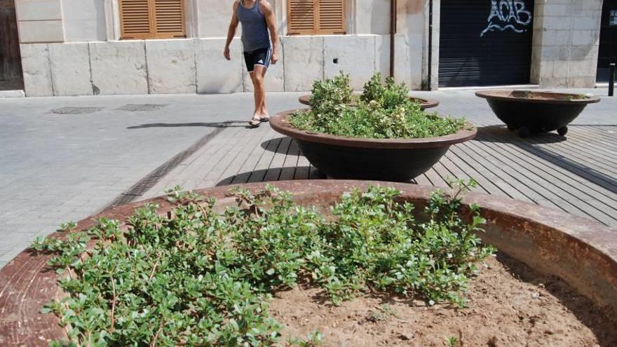 En las jardineras del mercado crecen valiosas verdolagas