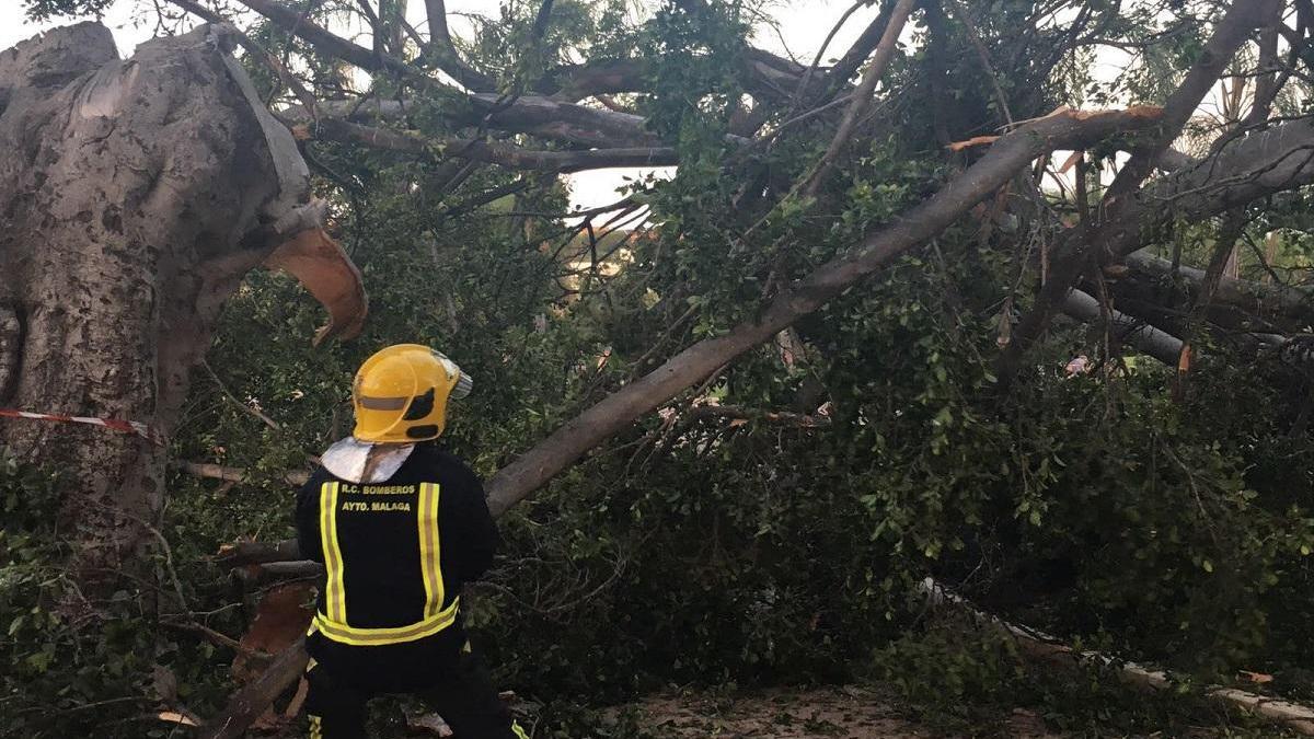 Imagen de archivo de una actuación de los bomberos de Málaga por un árbol caído.