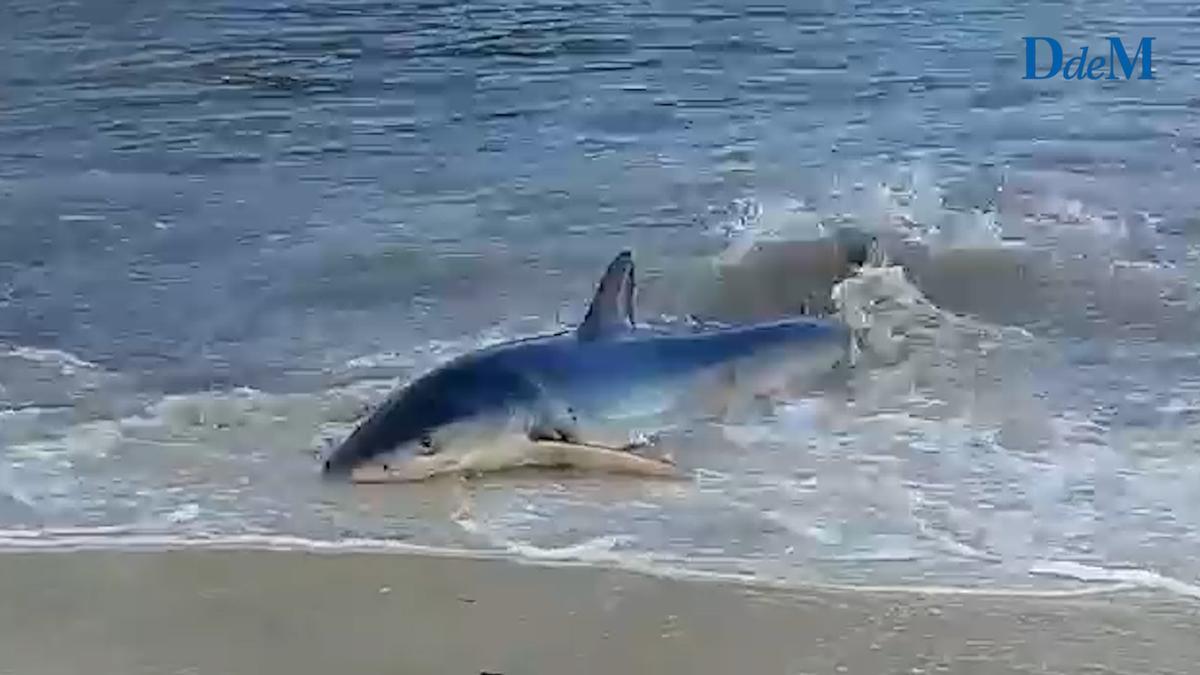 VÍDEO | Un tiburón de casi dos metros encalla en Cala Llombards en Mallorca
