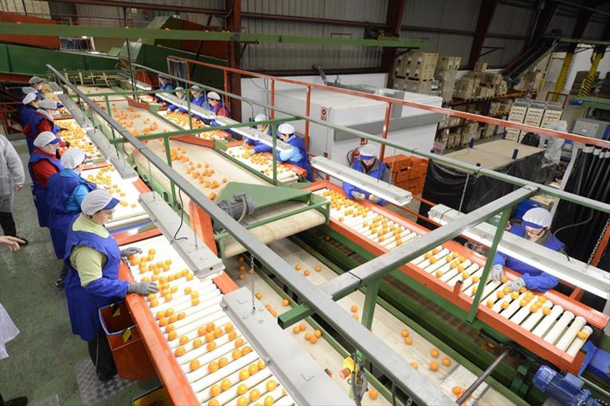 Los cítricos de Castellón necesitan más mercados para exportar su producción