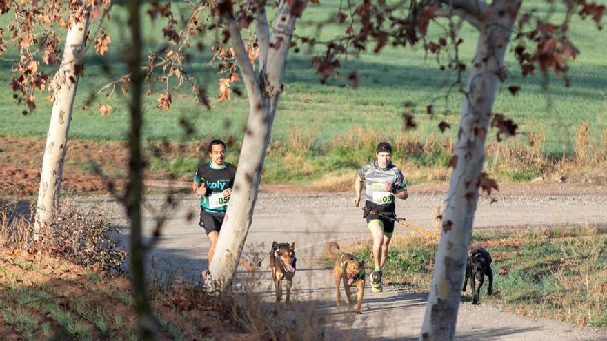 Tres-centes persones participen en la Cursa dels Llebrers de Galgos112