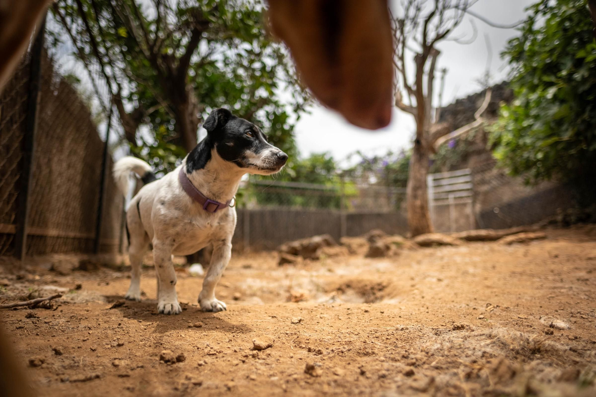 Una guardería para mascotas en Tenerife