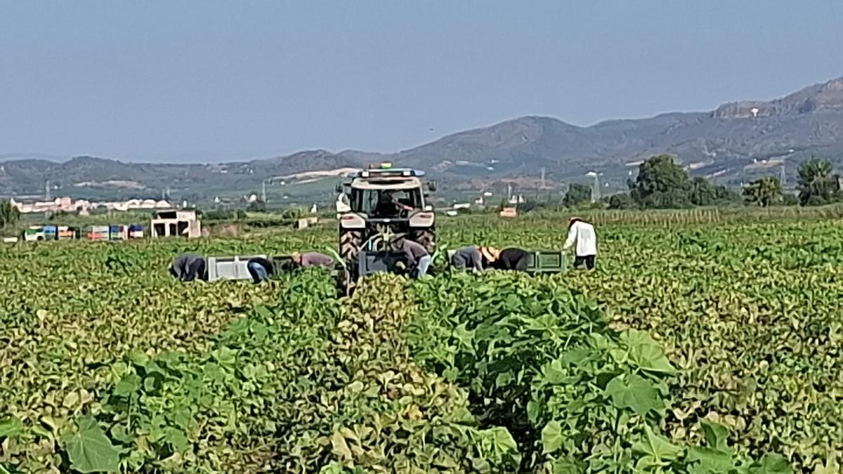 Una cuadrilla recoge los melones en el marjal.