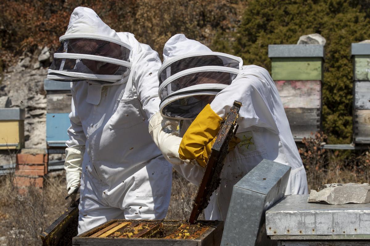 Unos apicultores trabajan en una explotación de Ávala.