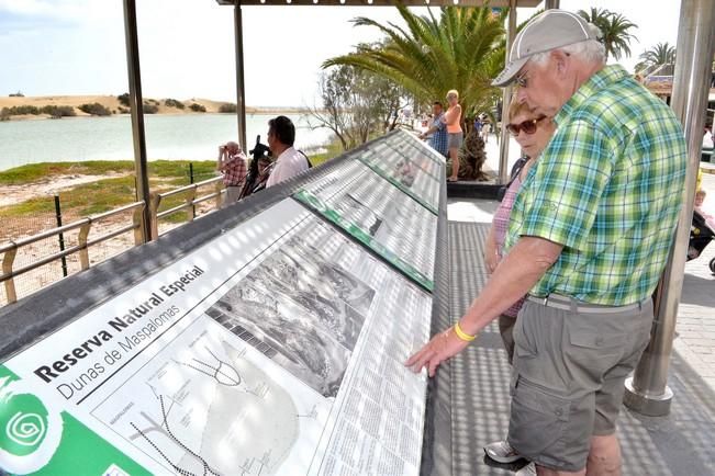 GARZA ÁNADE TORTUGA SUELTA CHARCA MASPALOMAS