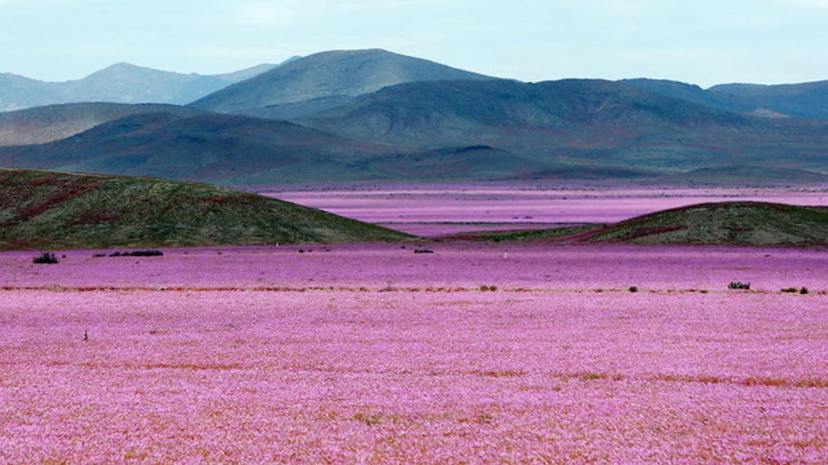 Espectacular imagen del desierto de Atacama, cubierto de flores, esta semana.