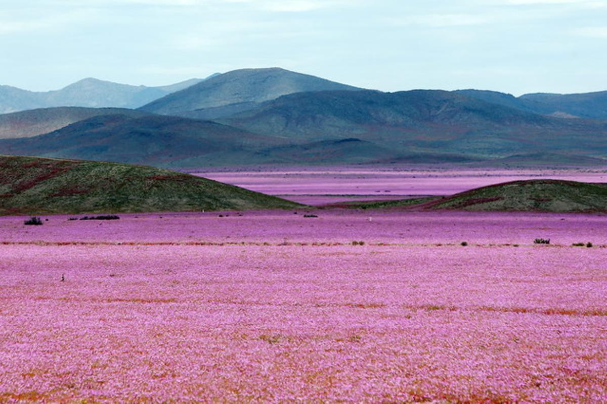 Espectacular imatge del desert d’Atacama, cobert de flors, aquesta setmana.