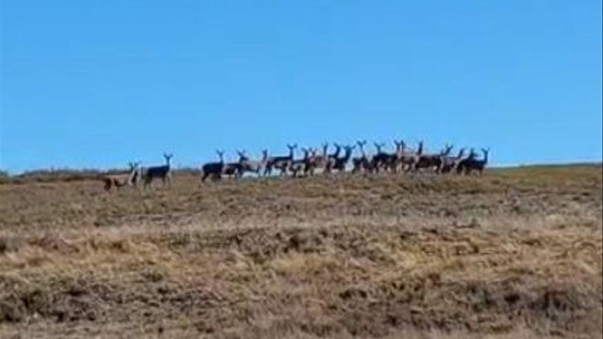 VÍDEO | Las ciervas de Sanabria hacen manada contra el lobo: la poderosa fuerza de la naturaleza