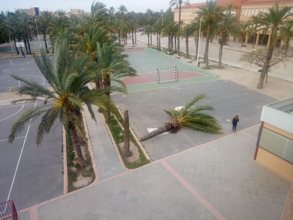 Palmera caída en el colegio San Fernando de Elche