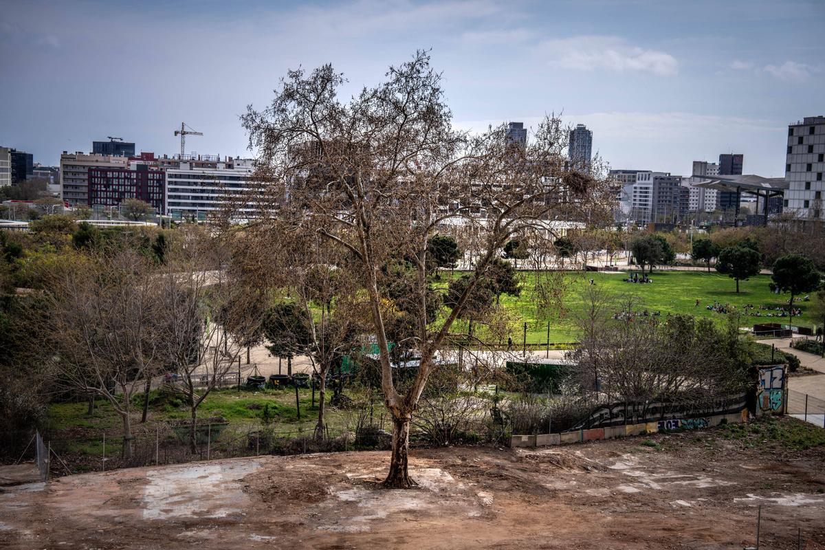 El árbol, en el solar que próximamente será un nuevo 'hall' del parque de Glòries.