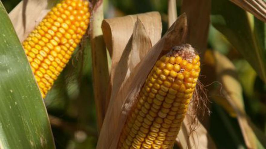 El maíz alcanza máximos históricos en contratos de futuros para julio