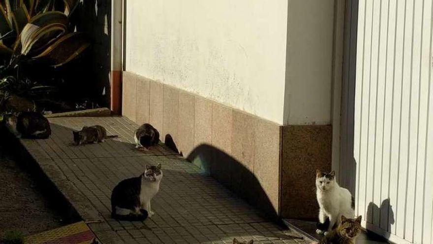 Gatos en una calle de Arteixo.