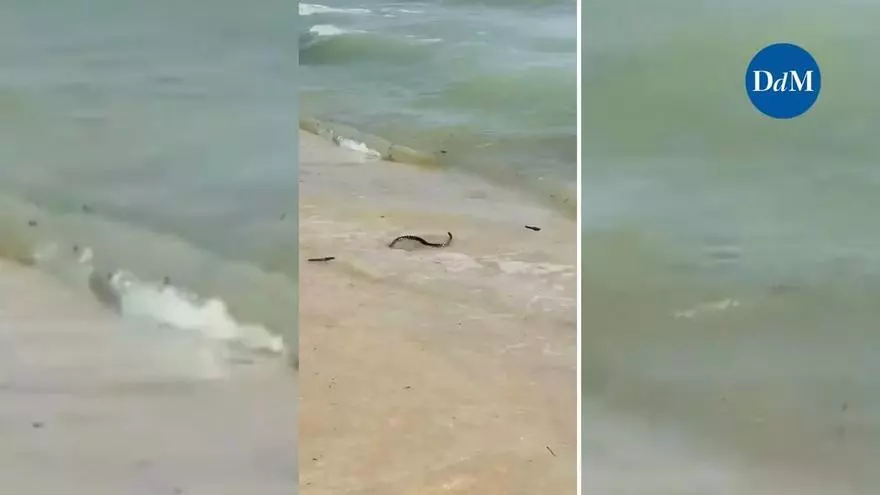 Una serpiente provoca momentos de tensión en la Platja de Palma: Mallorca suma otro avistamiento de la invasora culebra de herradura