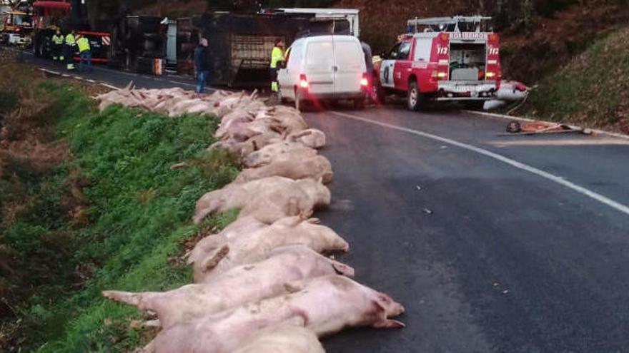 Muere un centenar de cerdos en un accidente en Pontevedra