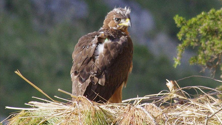 Govern y Red Eléctrica colaboran en la reintroducción del águila perdicera en Mallorca