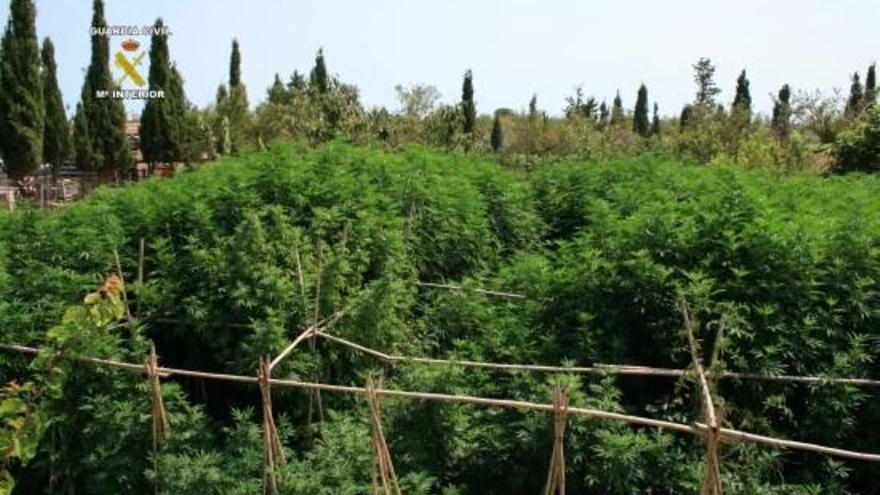Troben 410 quilos de marihuana en dues plantacions a Fortià i Castelló