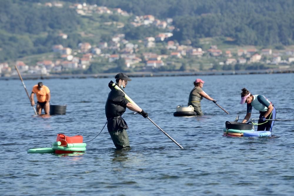 El marisqueo regresa a la ría de Pontevedra tras cuatro meses de parón