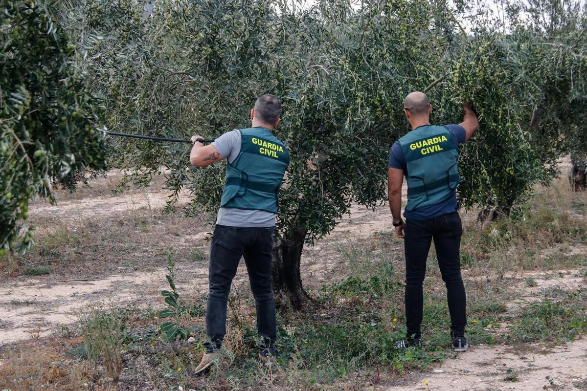 Agentes de la Guardia Civil han reforzado su presencia en las zonas de cultivo de olivos en la provincia de Alicante.