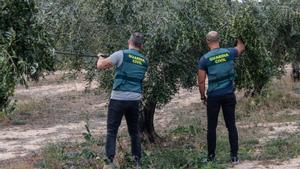 Agentes de la Guardia Civil han reforzado su presencia en las zonas de cultivo de olivos en la provincia de Alicante.