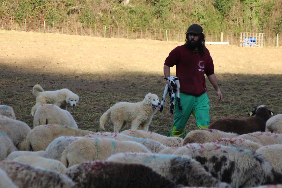 Arnau junto a sus ovejas
