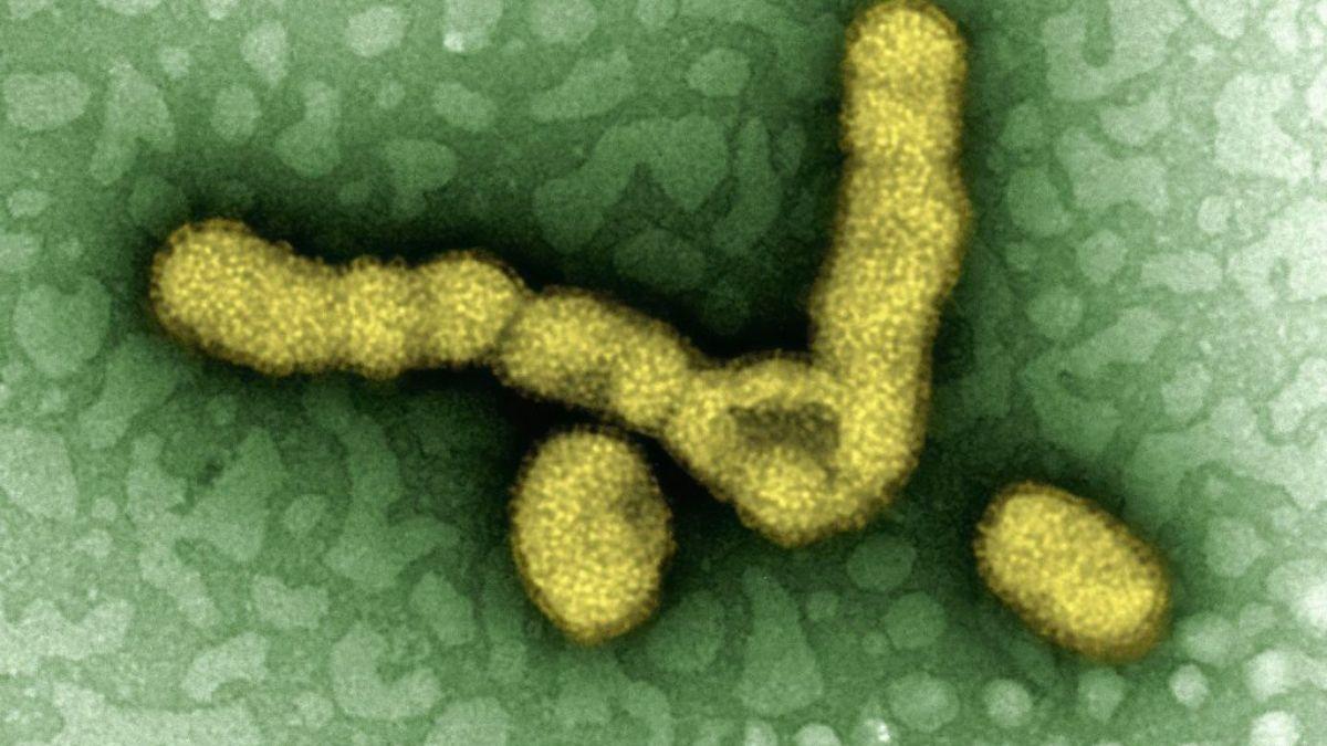 Cargan por primera vez el genoma completo del virus de la hepatitis D en un ordenador cuántico