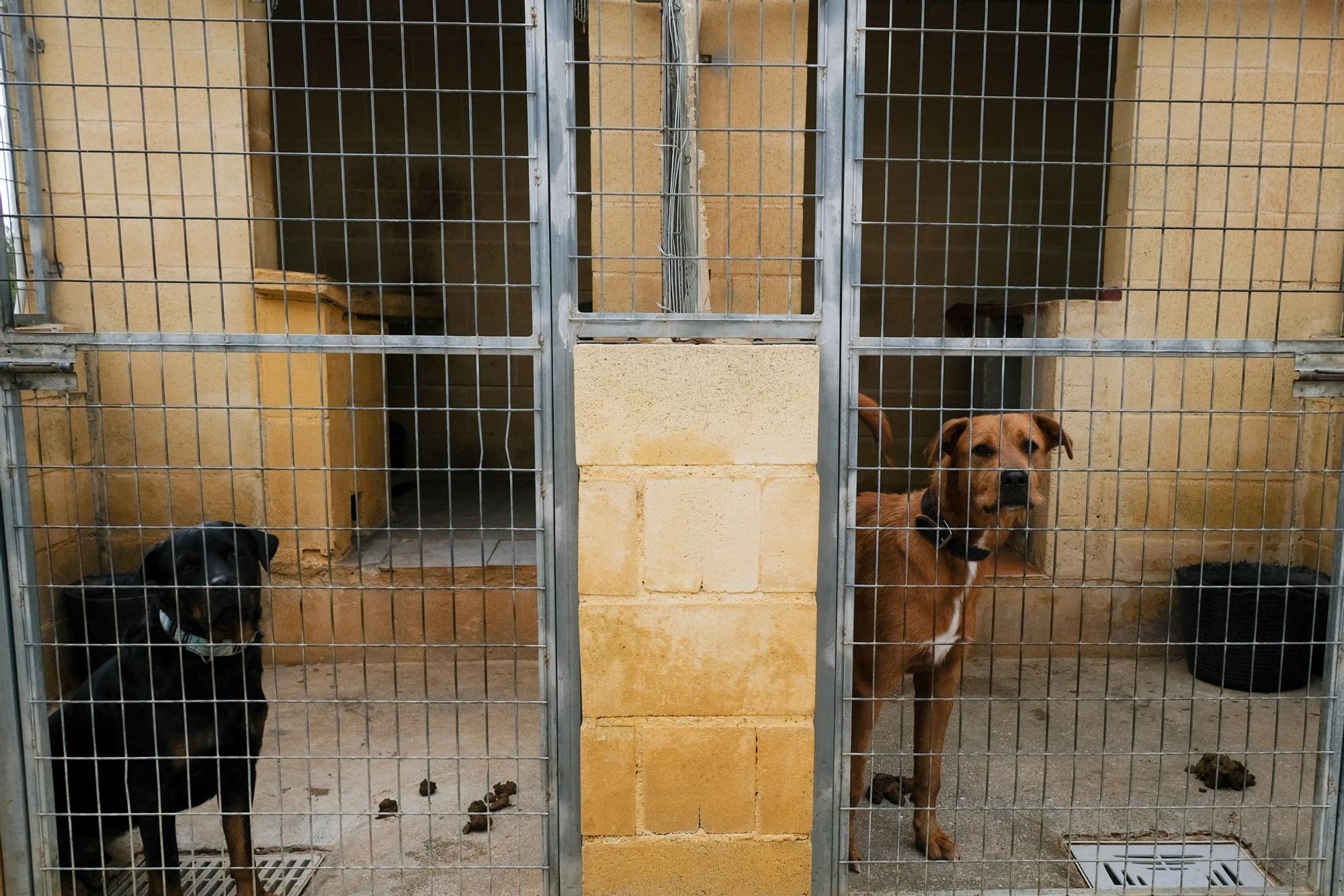 La Protectora de Animales de Málaga, a finales de octubre