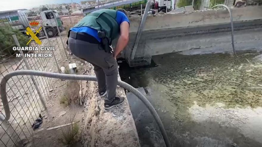 Rescate de 300 peces, un pato y dos tortugas en un estanque de Arguineguín.