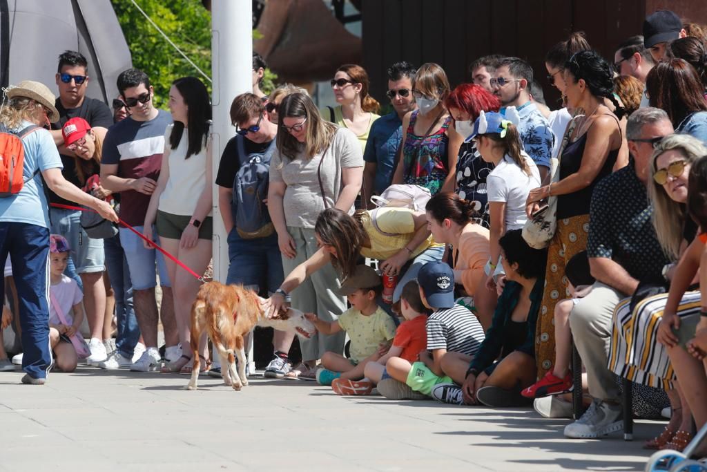 Pasarela de perros de adopción en Bioparc