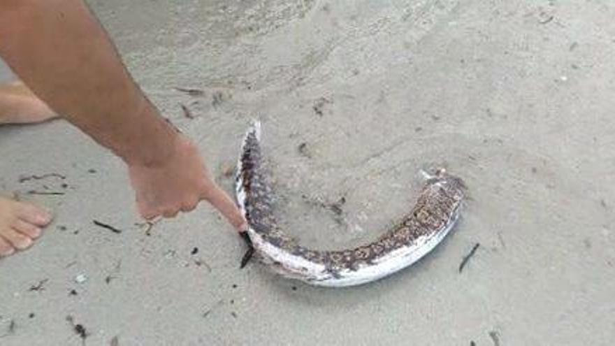 Una morena muerta en Formentera.