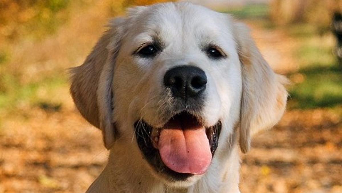 Golden retriever.