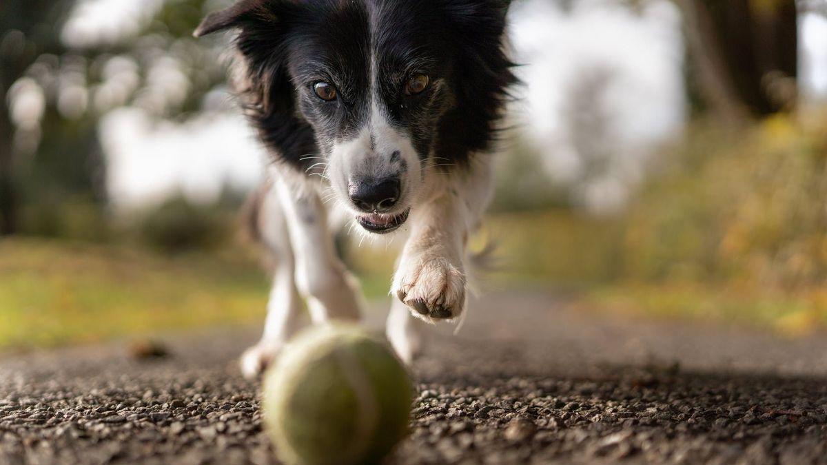 El riesgo al que expones a tu perro por jugar con él a tirarle una pelota.