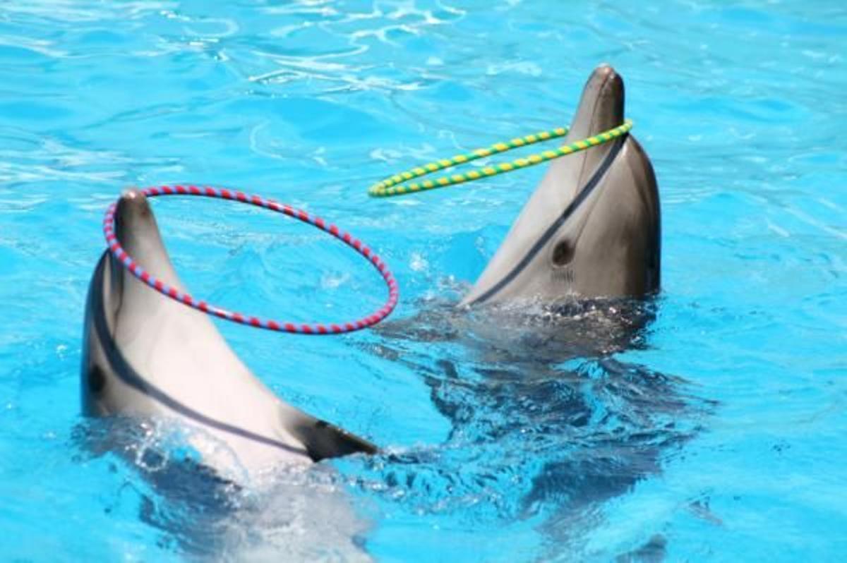 Delfines con aros